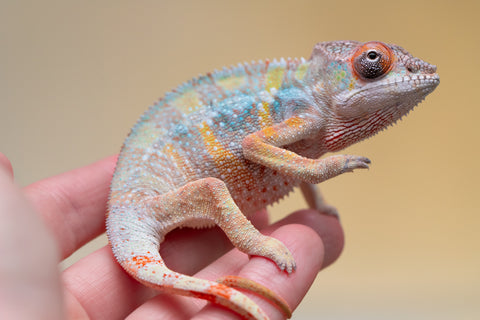 Holdbacks/Individuals: Ambilobe offspring from "Fiadanana" (AKA Tranquility) x "Kadoa-manomeo" (AKA Gift Giver) - Hatched Aug/Sept 2025 - Male #2