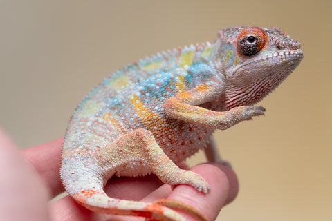 Holdbacks/Individuals: Ambilobe offspring from "Fiadanana" (AKA Tranquility) x "Kadoa-manomeo" (AKA Gift Giver) - Hatched Aug/Sept 2025 - Male #2