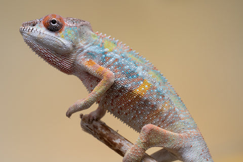 Holdbacks/Individuals: Ambilobe offspring from "Fiadanana" (AKA Tranquility) x "Kadoa-manomeo" (AKA Gift Giver) - Hatched Aug/Sept 2025 - Male #2