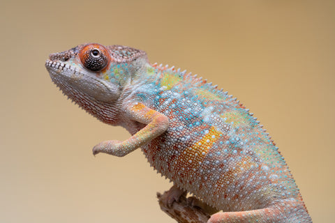 Holdbacks/Individuals: Ambilobe offspring from "Fiadanana" (AKA Tranquility) x "Kadoa-manomeo" (AKA Gift Giver) - Hatched Aug/Sept 2025 - Male #2