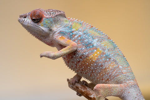 Holdbacks/Individuals: Ambilobe offspring from "Fiadanana" (AKA Tranquility) x "Kadoa-manomeo" (AKA Gift Giver) - Hatched Aug/Sept 2025 - Male #2