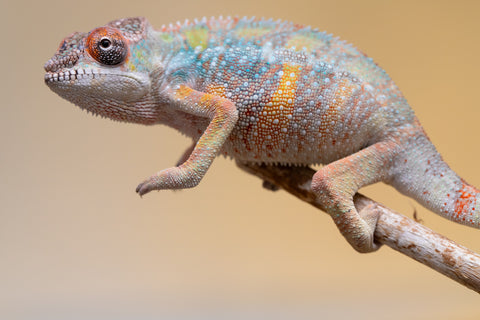 Holdbacks/Individuals: Ambilobe offspring from "Fiadanana" (AKA Tranquility) x "Kadoa-manomeo" (AKA Gift Giver) - Hatched Aug/Sept 2025 - Male #2