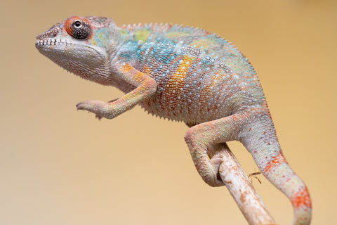 Holdbacks/Individuals: Ambilobe offspring from "Fiadanana" (AKA Tranquility) x "Kadoa-manomeo" (AKA Gift Giver) - Hatched Aug/Sept 2025 - Male #2