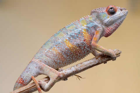 Holdbacks/Individuals: Ambilobe offspring from "Fiadanana" (AKA Tranquility) x "Kadoa-manomeo" (AKA Gift Giver) - Hatched Aug/Sept 2025 - Male #2