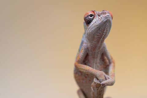 Holdbacks/Individuals: Ambilobe offspring from "Fiadanana" (AKA Tranquility) x "Kadoa-manomeo" (AKA Gift Giver) - Hatched Aug/Sept 2025 - Male #2