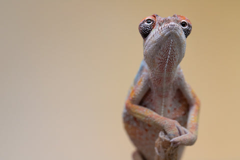 Holdbacks/Individuals: Ambilobe offspring from "Fiadanana" (AKA Tranquility) x "Kadoa-manomeo" (AKA Gift Giver) - Hatched Aug/Sept 2025 - Male #2