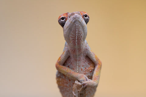 Holdbacks/Individuals: Ambilobe offspring from "Fiadanana" (AKA Tranquility) x "Kadoa-manomeo" (AKA Gift Giver) - Hatched Aug/Sept 2025 - Male #2