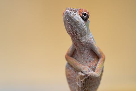 Holdbacks/Individuals: Ambilobe offspring from "Fiadanana" (AKA Tranquility) x "Kadoa-manomeo" (AKA Gift Giver) - Hatched Aug/Sept 2025 - Male #2