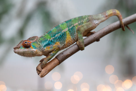 Holdbacks/Individuals: Ambilobe offspring from "Fiadanana" (AKA Tranquility) x "Kadoa-manomeo" (AKA Gift Giver) - Hatched Aug/Sept 2025 - Male #3