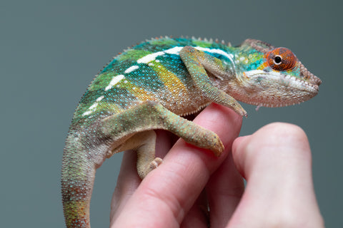 Holdbacks/Individuals: Ambilobe offspring from "Fiadanana" (AKA Tranquility) x "Kadoa-manomeo" (AKA Gift Giver) - Hatched Aug/Sept 2025 - Male #3