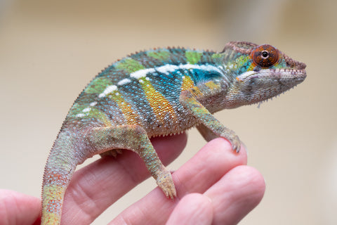 Holdbacks/Individuals: Ambilobe offspring from "Fiadanana" (AKA Tranquility) x "Kadoa-manomeo" (AKA Gift Giver) - Hatched Aug/Sept 2025 - Male #3