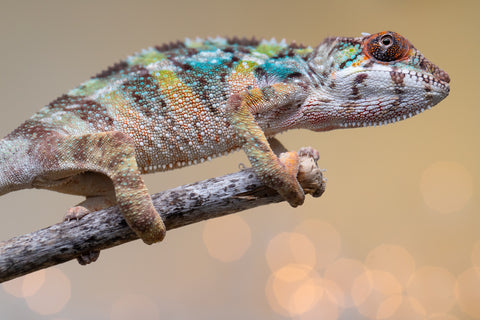 Holdbacks/Individuals: Ambilobe offspring from "Fiadanana" (AKA Tranquility) x "Kadoa-manomeo" (AKA Gift Giver) - Hatched Aug/Sept 2025 - Male #4