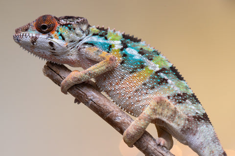 Holdbacks/Individuals: Ambilobe offspring from "Fiadanana" (AKA Tranquility) x "Kadoa-manomeo" (AKA Gift Giver) - Hatched Aug/Sept 2025 - Male #4