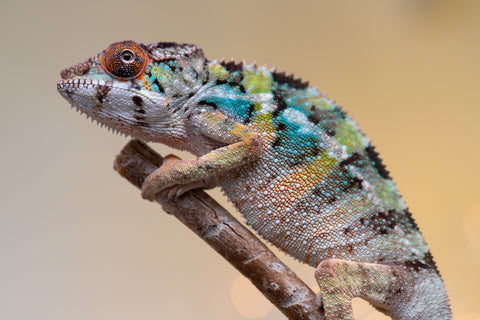 Holdbacks/Individuals: Ambilobe offspring from "Fiadanana" (AKA Tranquility) x "Kadoa-manomeo" (AKA Gift Giver) - Hatched Aug/Sept 2025 - Male #4