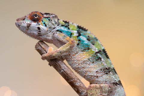 Holdbacks/Individuals: Ambilobe offspring from "Fiadanana" (AKA Tranquility) x "Kadoa-manomeo" (AKA Gift Giver) - Hatched Aug/Sept 2025 - Male #4