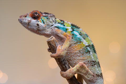 Holdbacks/Individuals: Ambilobe offspring from "Fiadanana" (AKA Tranquility) x "Kadoa-manomeo" (AKA Gift Giver) - Hatched Aug/Sept 2025 - Male #4