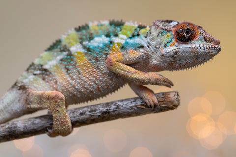 Holdbacks/Individuals: Ambilobe offspring from "Fiadanana" (AKA Tranquility) x "Kadoa-manomeo" (AKA Gift Giver) - Hatched Aug/Sept 2025 - Male #4