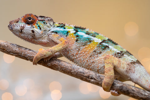 Holdbacks/Individuals: Ambilobe offspring from "Fiadanana" (AKA Tranquility) x "Kadoa-manomeo" (AKA Gift Giver) - Hatched Aug/Sept 2025 - Male #4