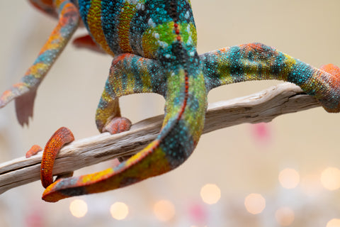 Holdbacks/Individuals: Ambilobe offspring from "Fiadanana" (AKA Tranquility) x "Kadoa-manomeo" (AKA Gift Giver) - Hatched Aug/Sept 2025 - Male #5