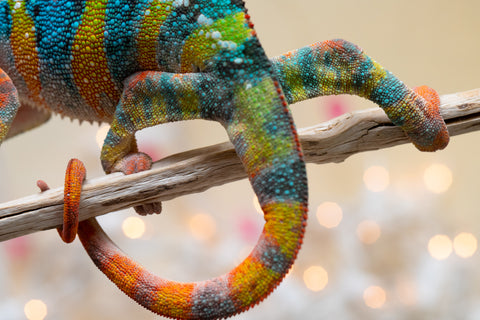 Holdbacks/Individuals: Ambilobe offspring from "Fiadanana" (AKA Tranquility) x "Kadoa-manomeo" (AKA Gift Giver) - Hatched Aug/Sept 2025 - Male #5