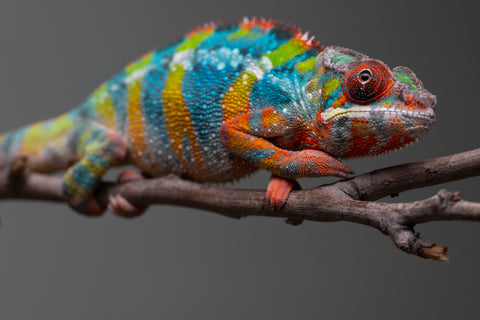 Holdbacks/Individuals: Ambilobe offspring from "Fiadanana" (AKA Tranquility) x "Kadoa-manomeo" (AKA Gift Giver) - Hatched Aug/Sept 2025 - Male #5