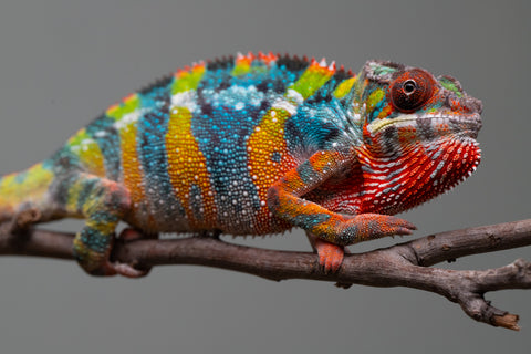 Holdbacks/Individuals: Ambilobe offspring from "Fiadanana" (AKA Tranquility) x "Kadoa-manomeo" (AKA Gift Giver) - Hatched Aug/Sept 2025 - Male #5