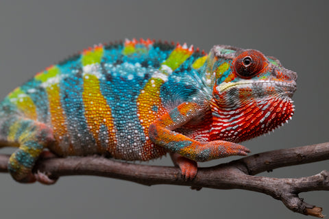 Holdbacks/Individuals: Ambilobe offspring from "Fiadanana" (AKA Tranquility) x "Kadoa-manomeo" (AKA Gift Giver) - Hatched Aug/Sept 2025 - Male #5