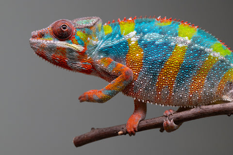 Holdbacks/Individuals: Ambilobe offspring from "Fiadanana" (AKA Tranquility) x "Kadoa-manomeo" (AKA Gift Giver) - Hatched Aug/Sept 2025 - Male #5