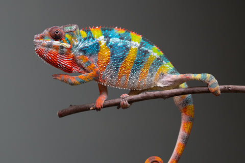 Holdbacks/Individuals: Ambilobe offspring from "Fiadanana" (AKA Tranquility) x "Kadoa-manomeo" (AKA Gift Giver) - Hatched Aug/Sept 2025 - Male #5