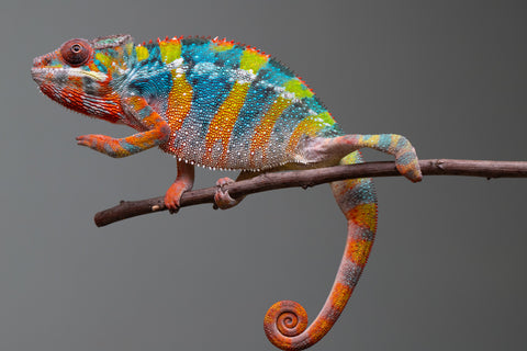 Holdbacks/Individuals: Ambilobe offspring from "Fiadanana" (AKA Tranquility) x "Kadoa-manomeo" (AKA Gift Giver) - Hatched Aug/Sept 2025 - Male #5