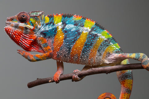 Holdbacks/Individuals: Ambilobe offspring from "Fiadanana" (AKA Tranquility) x "Kadoa-manomeo" (AKA Gift Giver) - Hatched Aug/Sept 2025 - Male #5