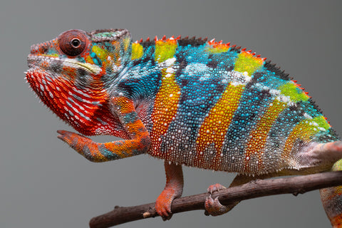 Holdbacks/Individuals: Ambilobe offspring from "Fiadanana" (AKA Tranquility) x "Kadoa-manomeo" (AKA Gift Giver) - Hatched Aug/Sept 2025 - Male #5