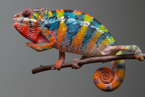 Holdbacks/Individuals: Ambilobe offspring from "Fiadanana" (AKA Tranquility) x "Kadoa-manomeo" (AKA Gift Giver) - Hatched Aug/Sept 2025 - Male #5