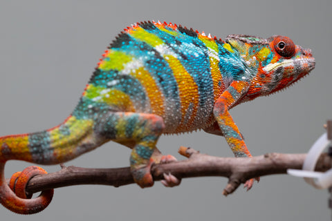 Holdbacks/Individuals: Ambilobe offspring from "Fiadanana" (AKA Tranquility) x "Kadoa-manomeo" (AKA Gift Giver) - Hatched Aug/Sept 2025 - Male #5