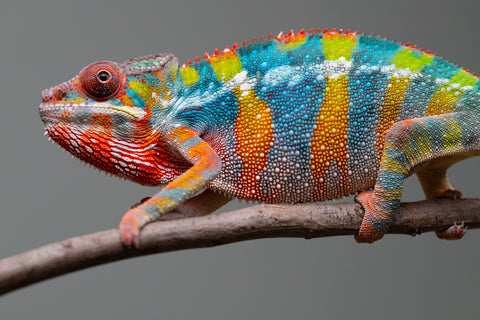 Holdbacks/Individuals: Ambilobe offspring from "Fiadanana" (AKA Tranquility) x "Kadoa-manomeo" (AKA Gift Giver) - Hatched Aug/Sept 2025 - Male #5