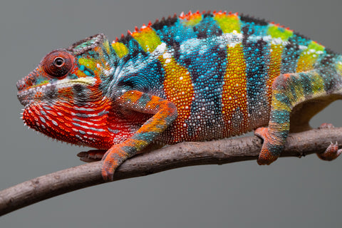 Holdbacks/Individuals: Ambilobe offspring from "Fiadanana" (AKA Tranquility) x "Kadoa-manomeo" (AKA Gift Giver) - Hatched Aug/Sept 2025 - Male #5