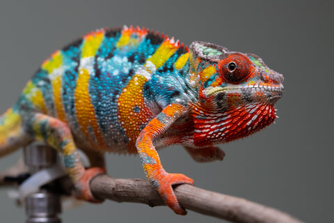 Holdbacks/Individuals: Ambilobe offspring from "Fiadanana" (AKA Tranquility) x "Kadoa-manomeo" (AKA Gift Giver) - Hatched Aug/Sept 2025 - Male #5