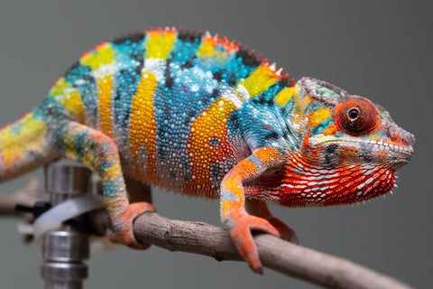 Holdbacks/Individuals: Ambilobe offspring from "Fiadanana" (AKA Tranquility) x "Kadoa-manomeo" (AKA Gift Giver) - Hatched Aug/Sept 2025 - Male #5