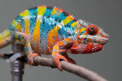 Holdbacks/Individuals: Ambilobe offspring from "Fiadanana" (AKA Tranquility) x "Kadoa-manomeo" (AKA Gift Giver) - Hatched Aug/Sept 2025 - Male #5