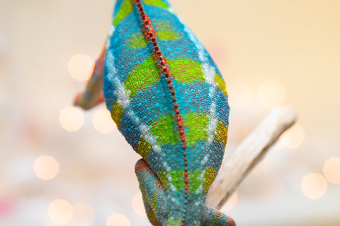 Holdbacks/Individuals: Ambilobe offspring from "Fiadanana" (AKA Tranquility) x "Kadoa-manomeo" (AKA Gift Giver) - Hatched Aug/Sept 2025 - Male #5