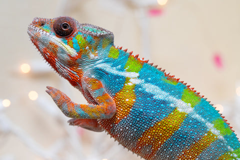 Holdbacks/Individuals: Ambilobe offspring from "Fiadanana" (AKA Tranquility) x "Kadoa-manomeo" (AKA Gift Giver) - Hatched Aug/Sept 2025 - Male #5