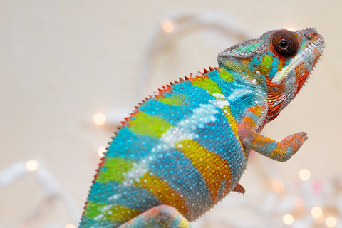 Holdbacks/Individuals: Ambilobe offspring from "Fiadanana" (AKA Tranquility) x "Kadoa-manomeo" (AKA Gift Giver) - Hatched Aug/Sept 2025 - Male #5