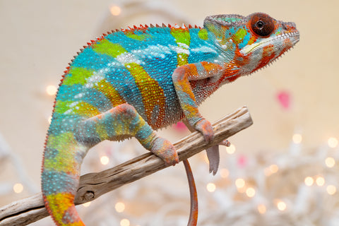 Holdbacks/Individuals: Ambilobe offspring from "Fiadanana" (AKA Tranquility) x "Kadoa-manomeo" (AKA Gift Giver) - Hatched Aug/Sept 2025 - Male #5