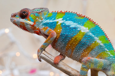 Holdbacks/Individuals: Ambilobe offspring from "Fiadanana" (AKA Tranquility) x "Kadoa-manomeo" (AKA Gift Giver) - Hatched Aug/Sept 2025 - Male #5