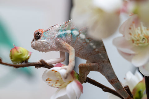 Holdbacks/Individuals: Ambilobe offspring from "Fiadanana" (AKA Tranquility) x "Mamahana" (AKA Weave) - Hatched Sept 2025 - Male #1