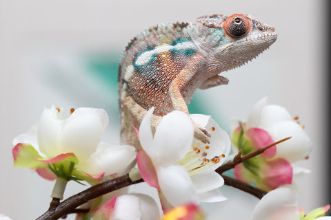 Holdbacks/Individuals: Ambilobe offspring from "Fiadanana" (AKA Tranquility) x "Mamahana" (AKA Weave) - Hatched Sept 2025 - Male #1