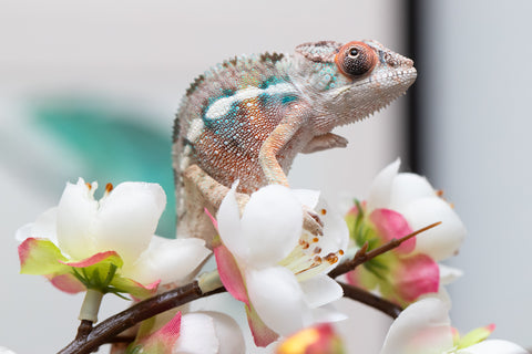Holdbacks/Individuals: Ambilobe offspring from "Fiadanana" (AKA Tranquility) x "Mamahana" (AKA Weave) - Hatched Sept 2025 - Male #1