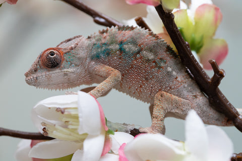Holdbacks/Individuals: Ambilobe offspring from "Fiadanana" (AKA Tranquility) x "Mamahana" (AKA Weave) - Hatched Sept 2025 - Male #1
