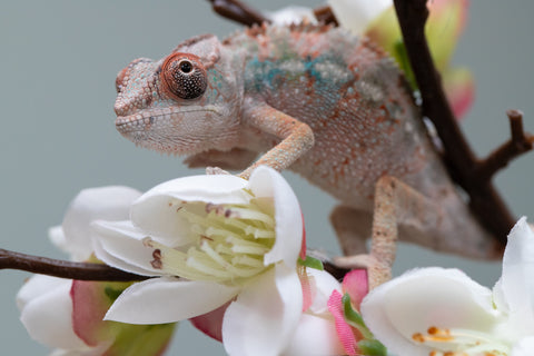 Holdbacks/Individuals: Ambilobe offspring from "Fiadanana" (AKA Tranquility) x "Mamahana" (AKA Weave) - Hatched Sept 2025 - Male #1