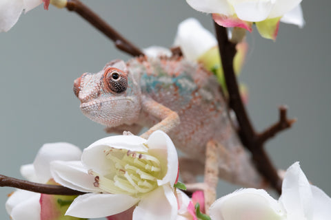 Holdbacks/Individuals: Ambilobe offspring from "Fiadanana" (AKA Tranquility) x "Mamahana" (AKA Weave) - Hatched Sept 2025 - Male #1